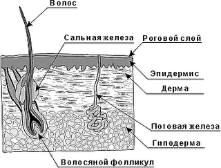 Коллаген в уходе за кожей Коллаген в уходе за кожей