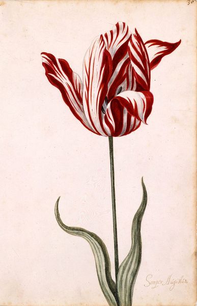[red+and+white+tulip.jpg]