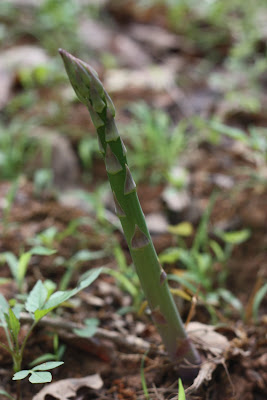  Watching my Garden Grow...asparagus