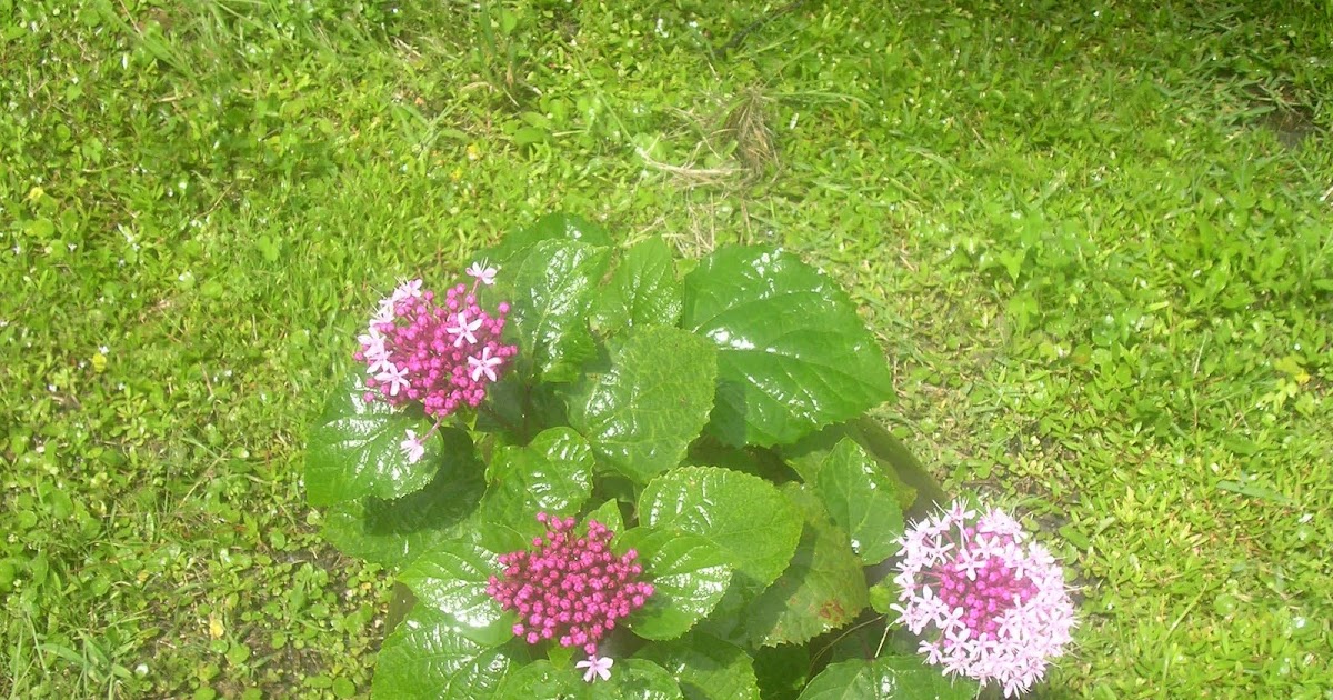 GARDENING ON THE GULF COAST CASHMERE BOUQUET