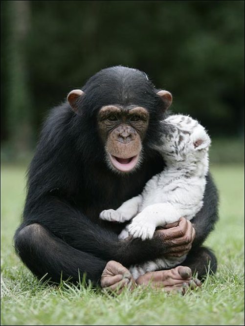 [chimp1.jpg]