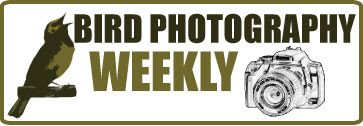 Bird Photography Weekly