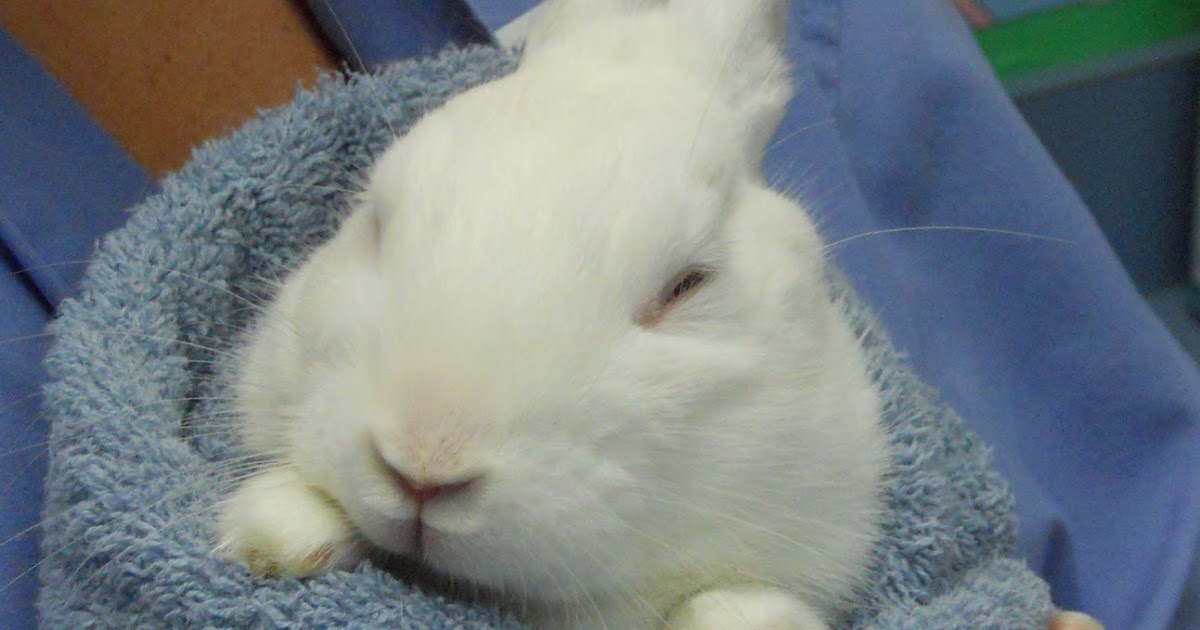 Rabbit Ramblings Bunny care The Bunny Burrito (with Alice, er, well, I mean Theodore)