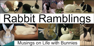 Rabbit Ramblings