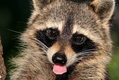 raccoon_5916.jpg