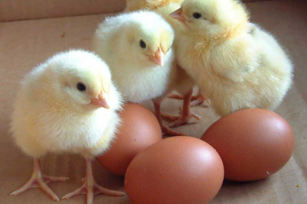 baby chicks for sale