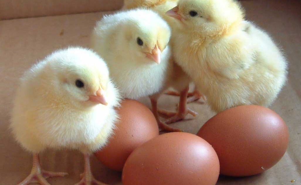 baby chicks for sale