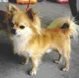 Long-haired Chihuahua