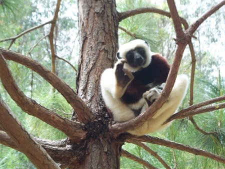 [madagascar2.jpg]