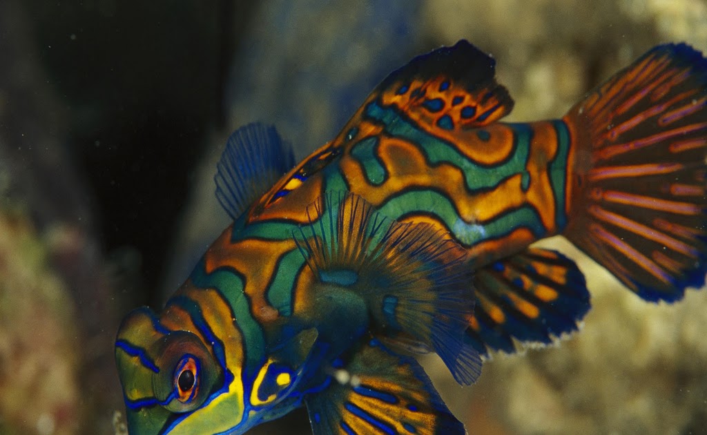 High Definition Photo And Wallpapers: fish pictures,fish photos
