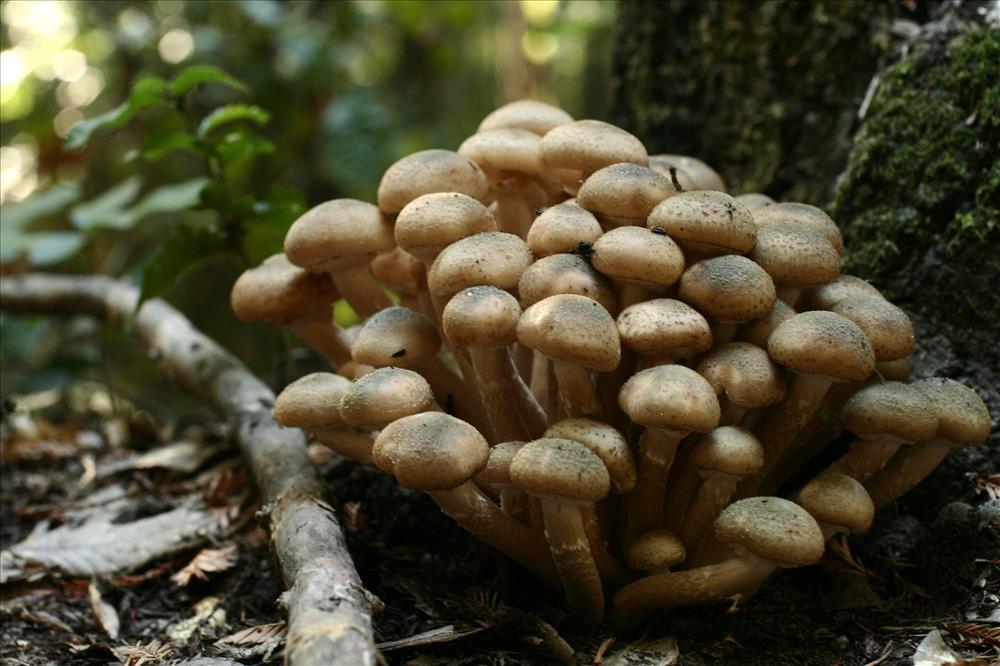 [Honey+Mushroom.JPG]
