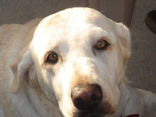 Bailey