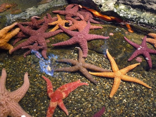 Star Fish Newport, Oregon