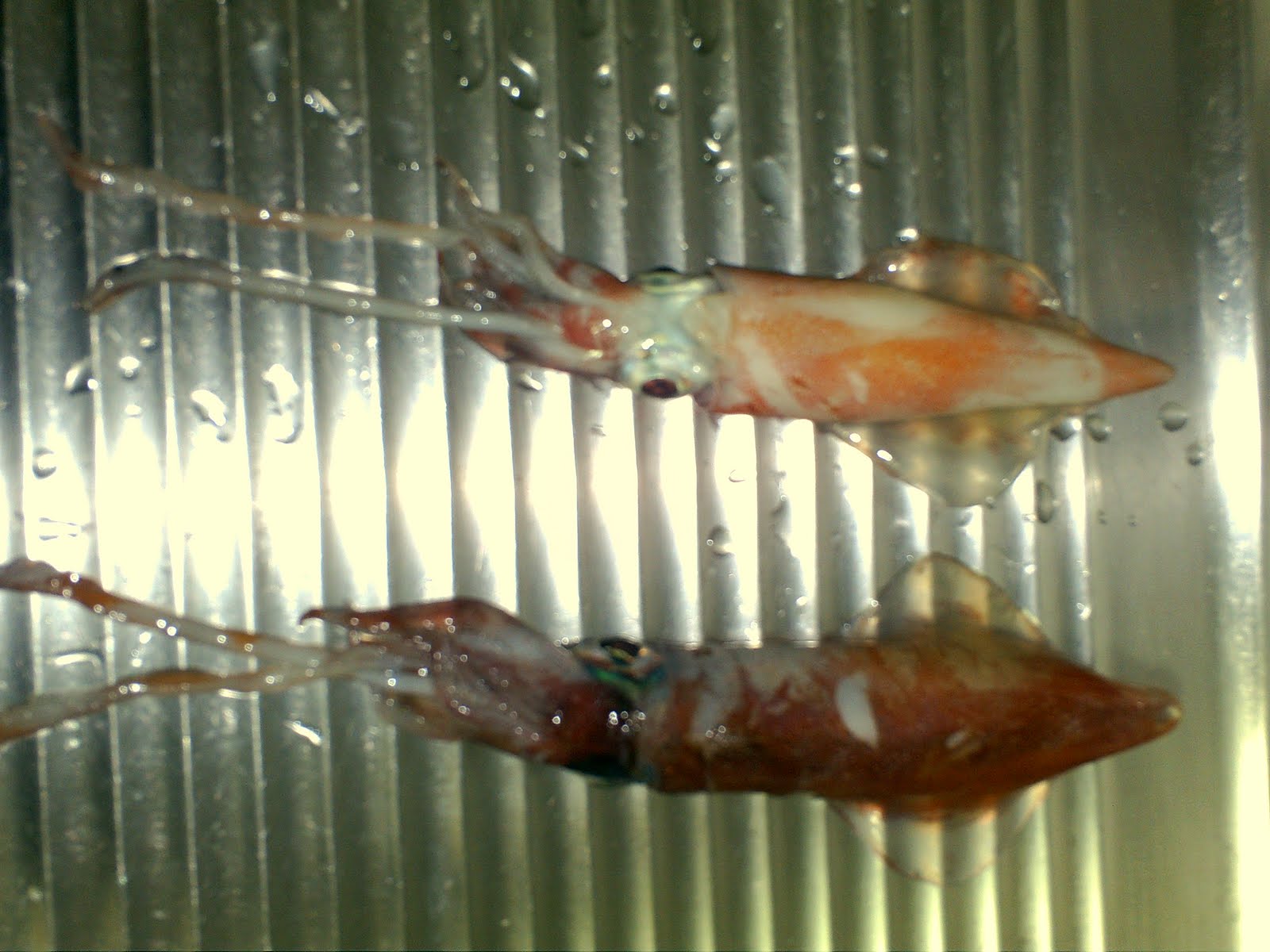 [PICT0099.JPG]
