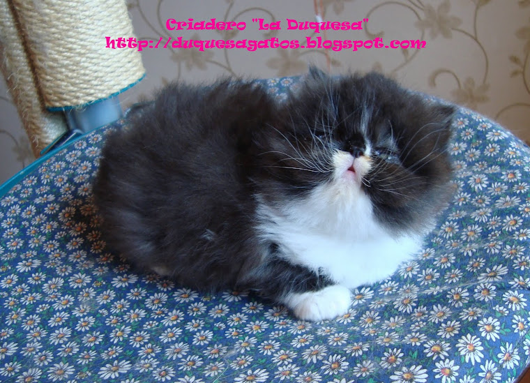 "MIA"  ya en su nuevo hogar -Vacunas!! Cada gatito es Vacunado y desparasitado según su edad!
