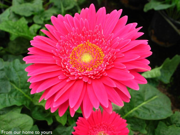 [0407Holambra+060editedhome.JPG]