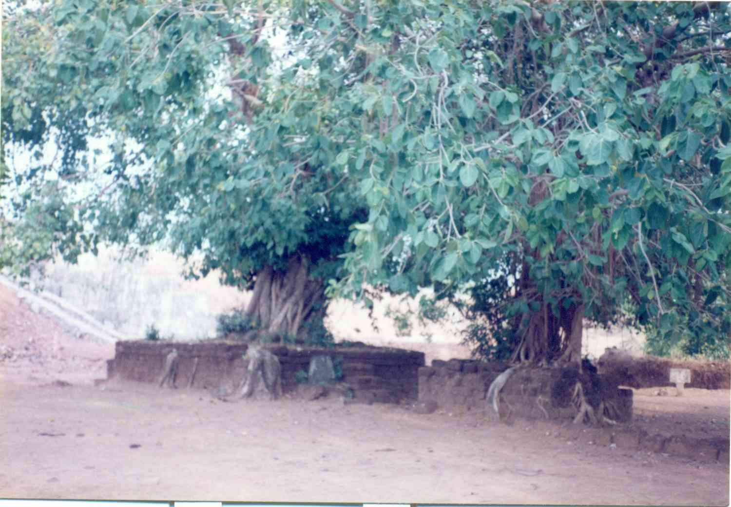Ashwattha Tree