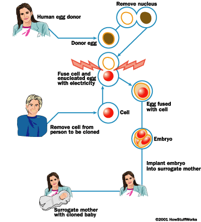 Embryo Screening Diagram