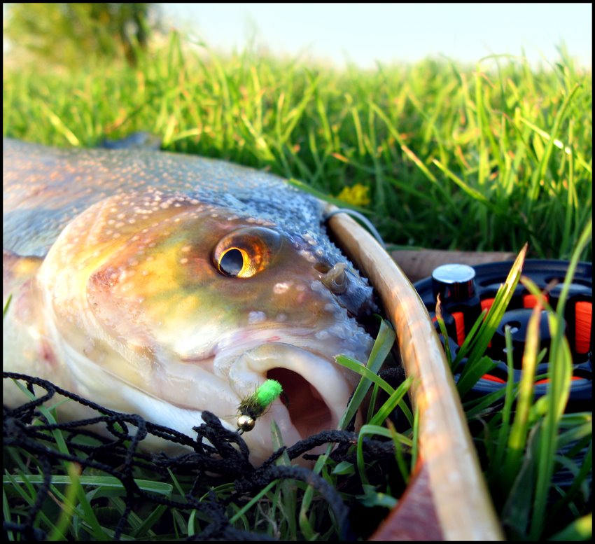 [GOLDEN+BREAM+3.jpg]
