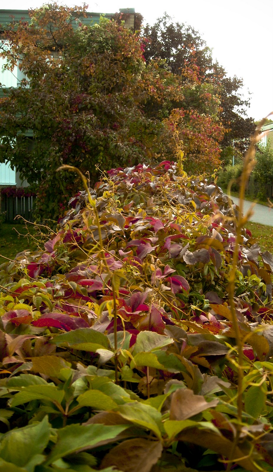 [höstbild+(1+of+1).jpg]