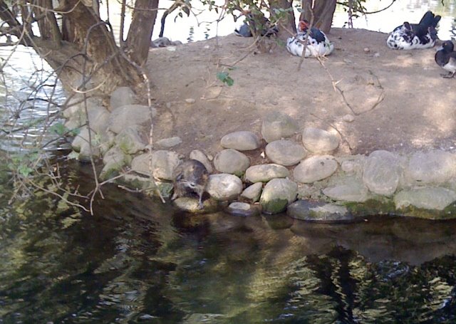 [nutria.JPG]