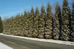 Emerald Green Arborvitae,