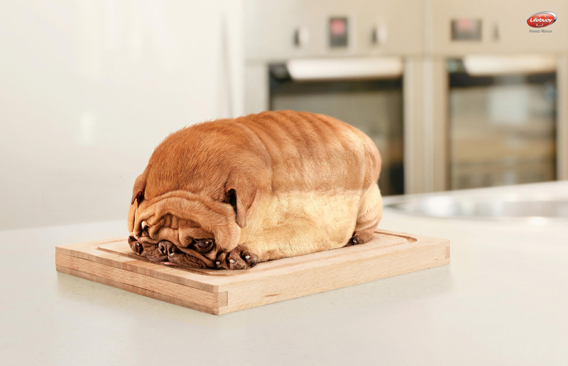 obesity in america dog bread cute funny animals cute animals