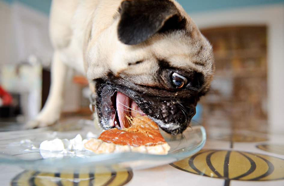 Pug Pie