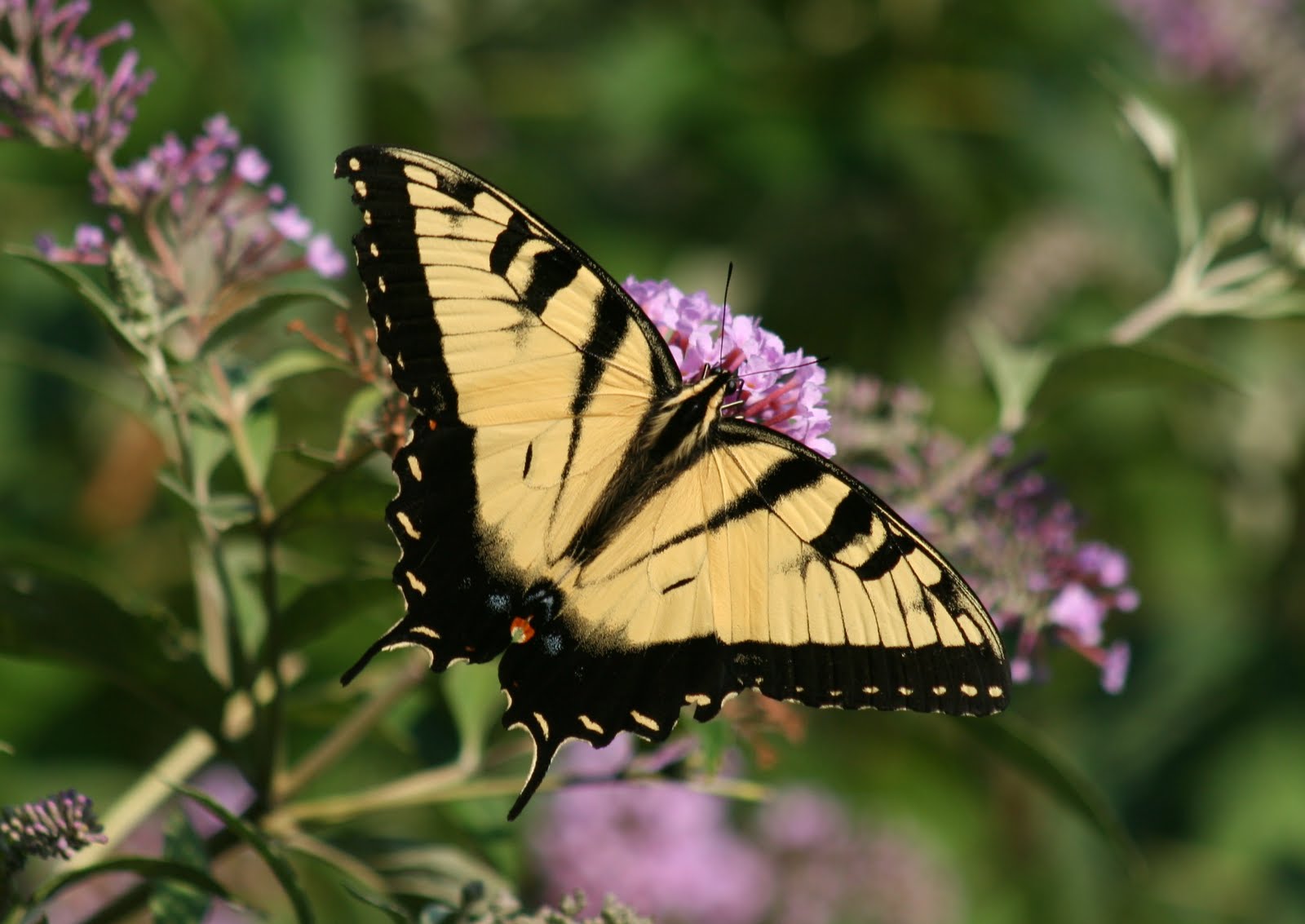 On the Wing A CHESAPEAKE BUTTERFLY GARDEN