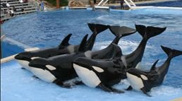 [shamu.bmp]