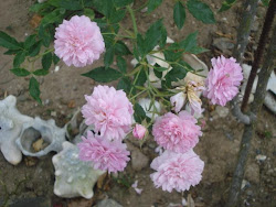 HERMOSAS ROSAS DEL JARDIN DE DOÑA REINA ALMONTE