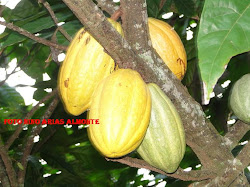 CACAO DE G. H.