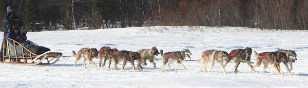 Nushagak Kennels