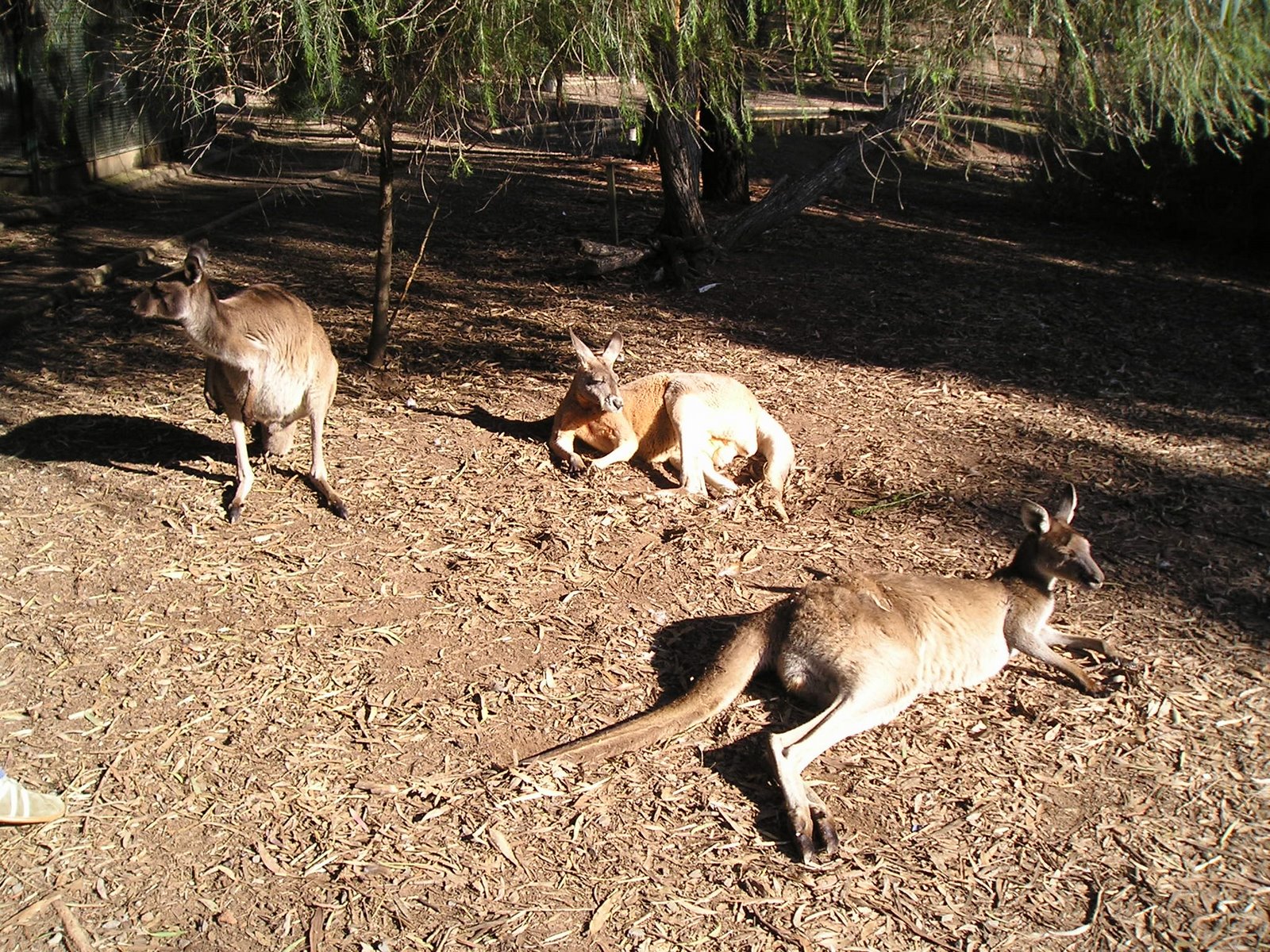 [kangaroos.JPG]