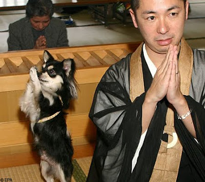 praying dog, dog praying, funny dogs, funny dog, praying, monk, monk and dog, praying monk, bald man, cute dogs, cute dog, weird, weird pics