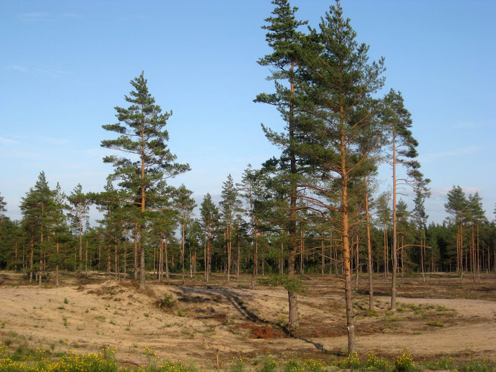 Pine of Riga