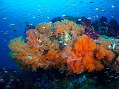 #23 Coral Reef Wallpaper