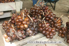 BUAH SALAK