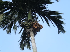 POKOK PINANG