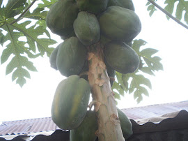 POKOK BETIK