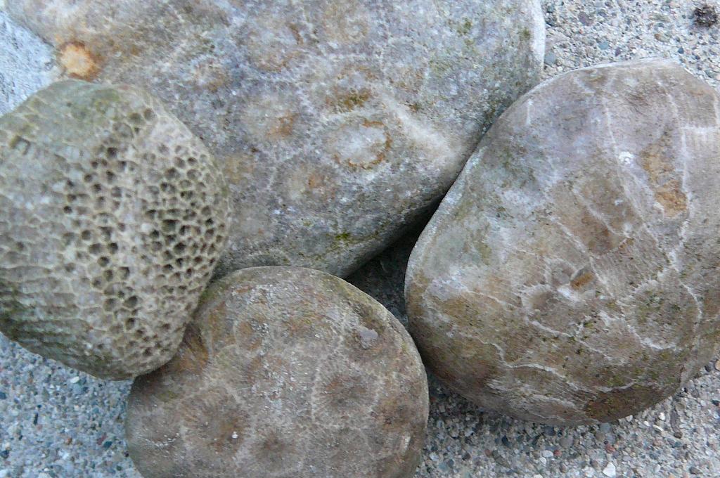 My Dream Garden Petoskey Stones, Fossils and Old Glass Bottles