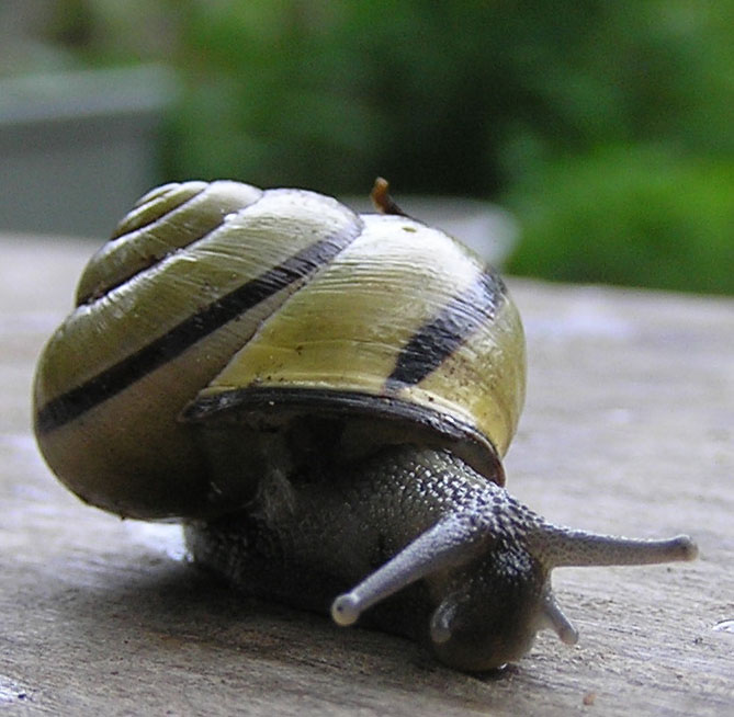 [escargot2.jpg]