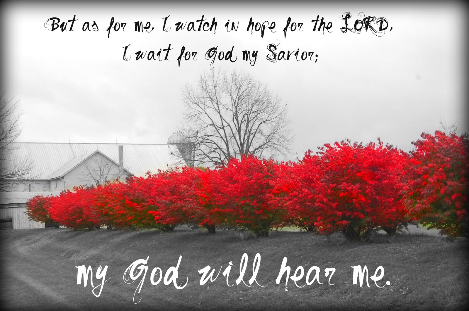 Butterflies Of Singapore Favourite Nectaring Plants 5