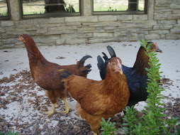 The chickens