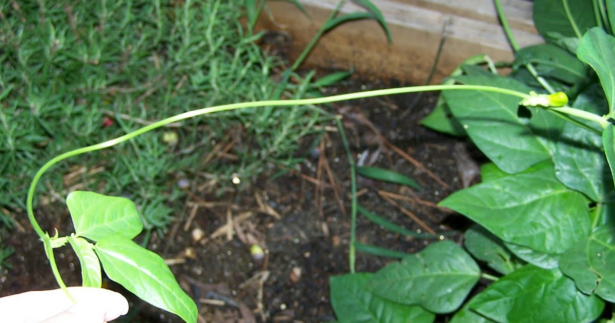 The Corner Yard Your All Purpose Guide on How to Grow Zipper Peas