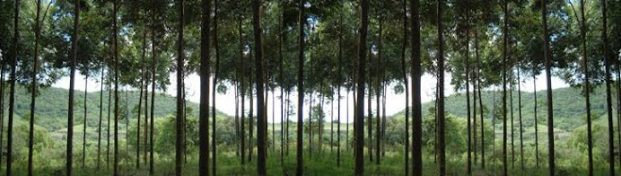 Pokok Gaharu