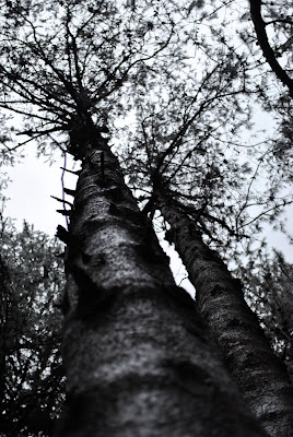 Kodaikanal 4 Kodaikanal 4