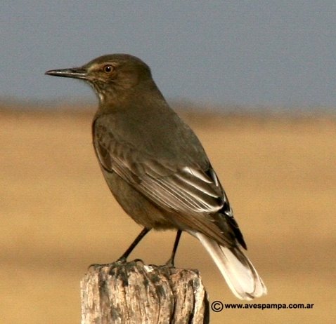 [Gaucho_.jpg|Angriornis]