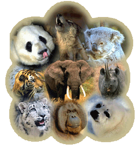 ENDANGERED SPECIES COLORING ENDANGERED SPECIES COLORING