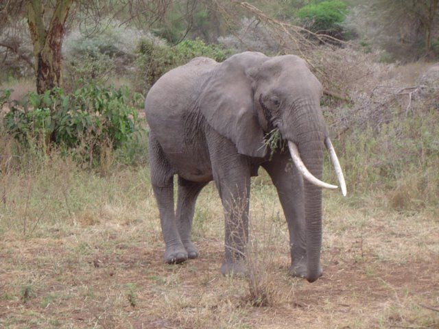 [Elefante.JPG]